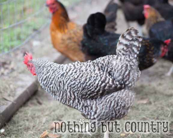 Our Chickens | NothingButCountry.com