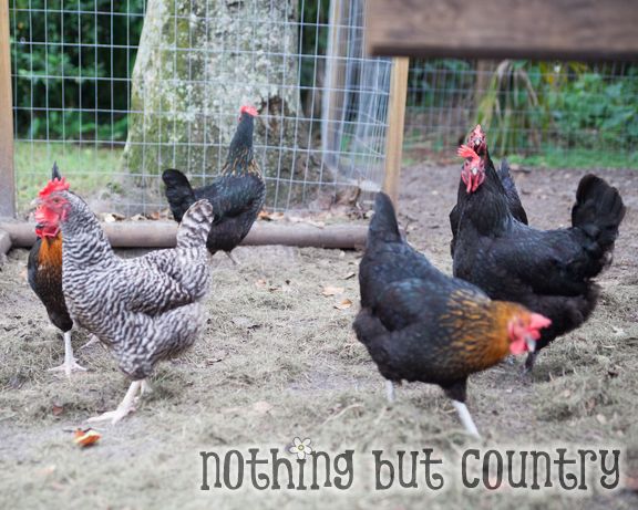 Our Chickens | NothingButCountry.com