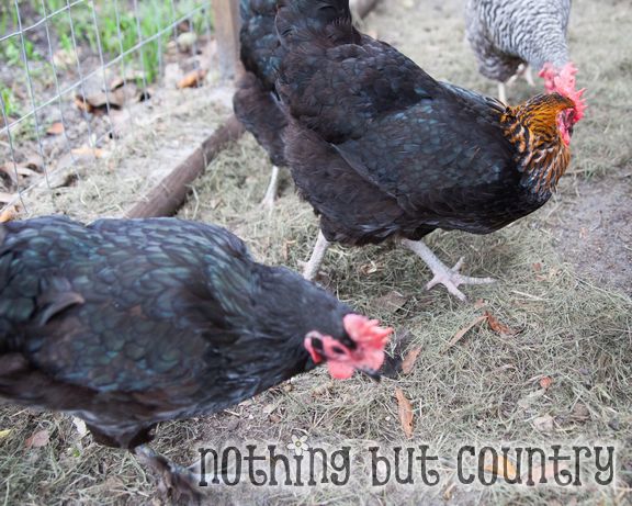 Our Chickens | NothingButCountry.com