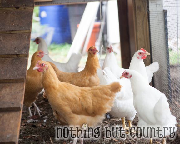 Our Chickens | NothingButCountry.com