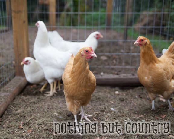 Our Chickens | NothingButCountry.com