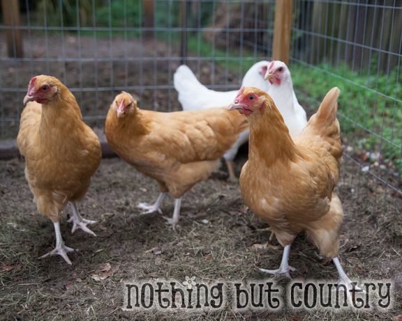 Our Chickens | NothingButCountry.com