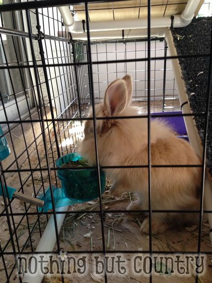 DIY Rabbit / Bunny Cage for cheap